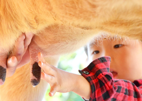 牛の乳しぼり体験