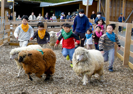 羊のかけっこショー