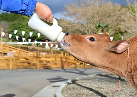 仔牛のミルクやり体験