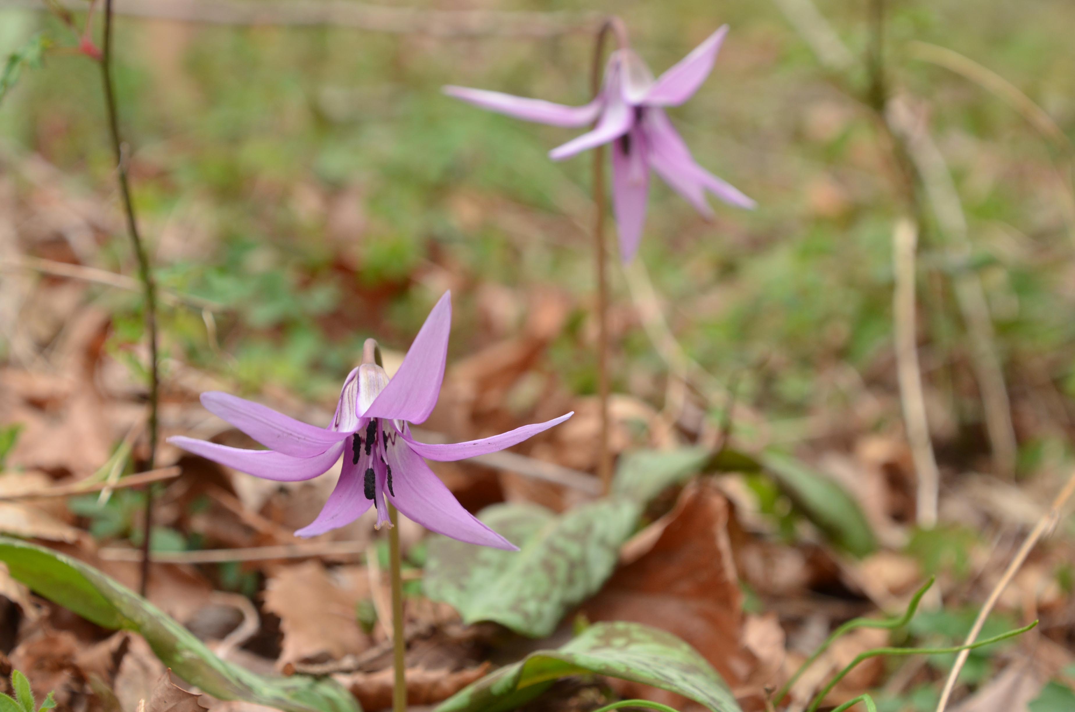 カタクリの花が見頃です 日本一富士山の絶景を望める静岡の牧場 まかいの牧場へようこそ