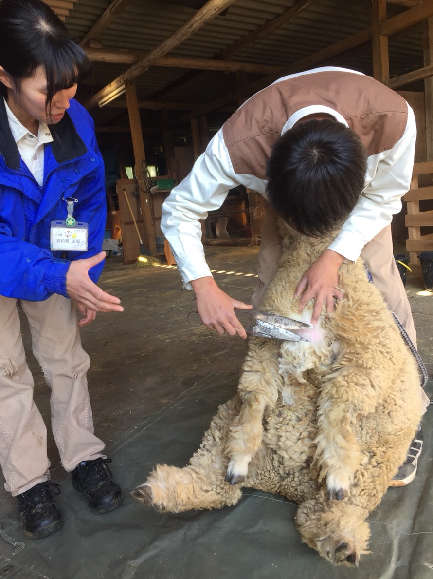 羊の刈り取りコードレス プロの羊の刈り取り 羊の山羊の羊毛を剃るためのコードレスの頑丈な電気充電式羊毛の刈り取り機牛農場の家畜