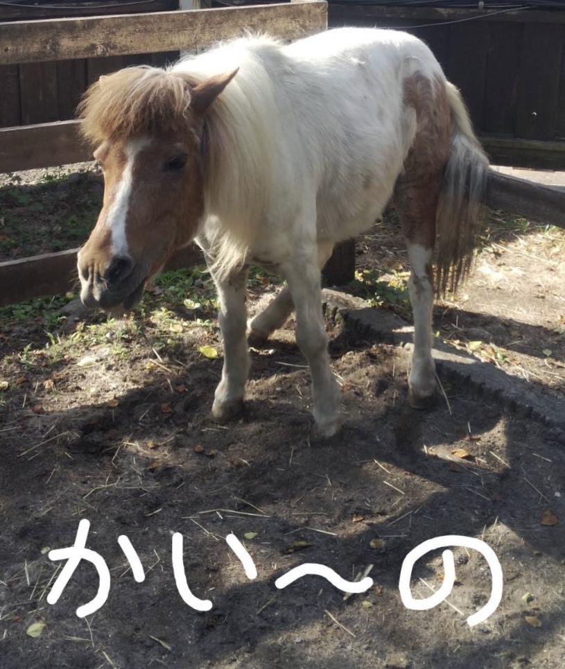 あられもない馬たちの姿が山盛り 日本一富士山の絶景を望める静岡の牧場 まかいの牧場へようこそ