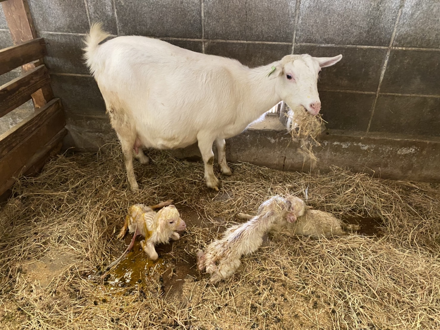 ヤギ の 出産