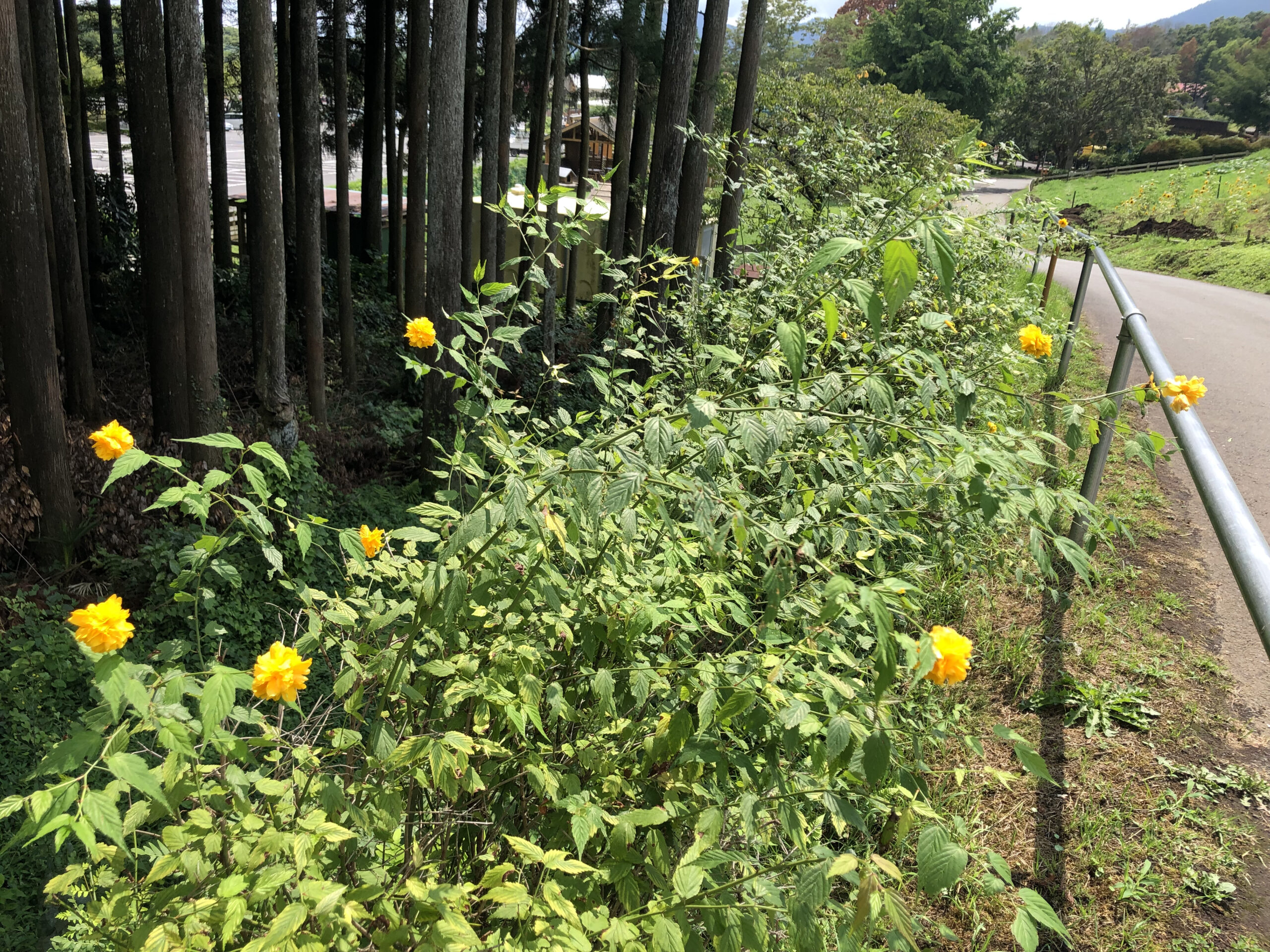 道路沿いの花壇を頑張ってくれたので 彡すみません 本日とうもろこし狩り不開催 日本一富士山の絶景を望める静岡の牧場 まかいの牧場へようこそ