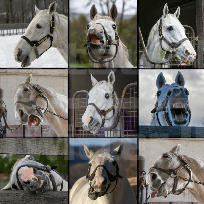 競走馬の変顔はなぜバズる？歴代レジェンドから2026年注目馬までギャップの魅力を徹底比較